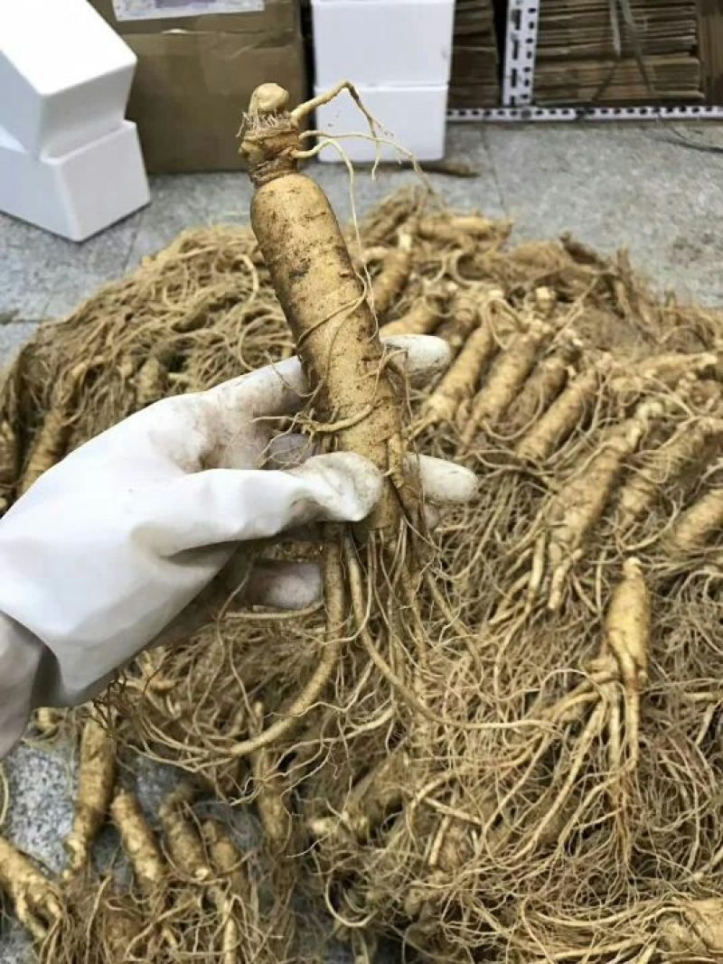 人参鲜