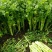 法国皇后芹菜60cm以上