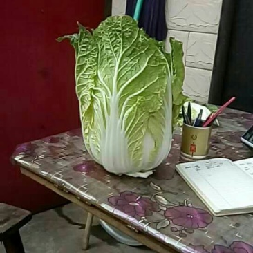 黄心菜白菜4~6斤净菜质量保证现采现发