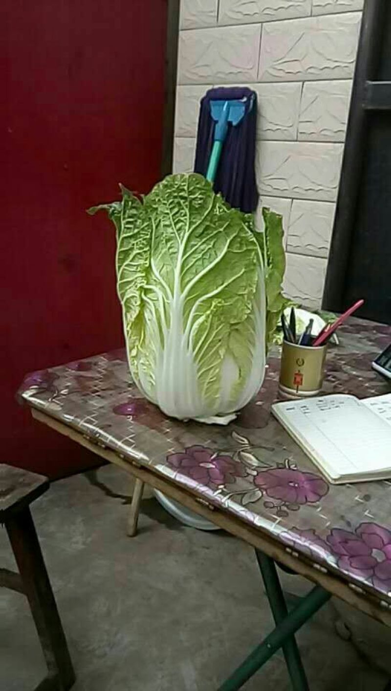 黄心菜白菜4~6斤净菜质量保证现采现发