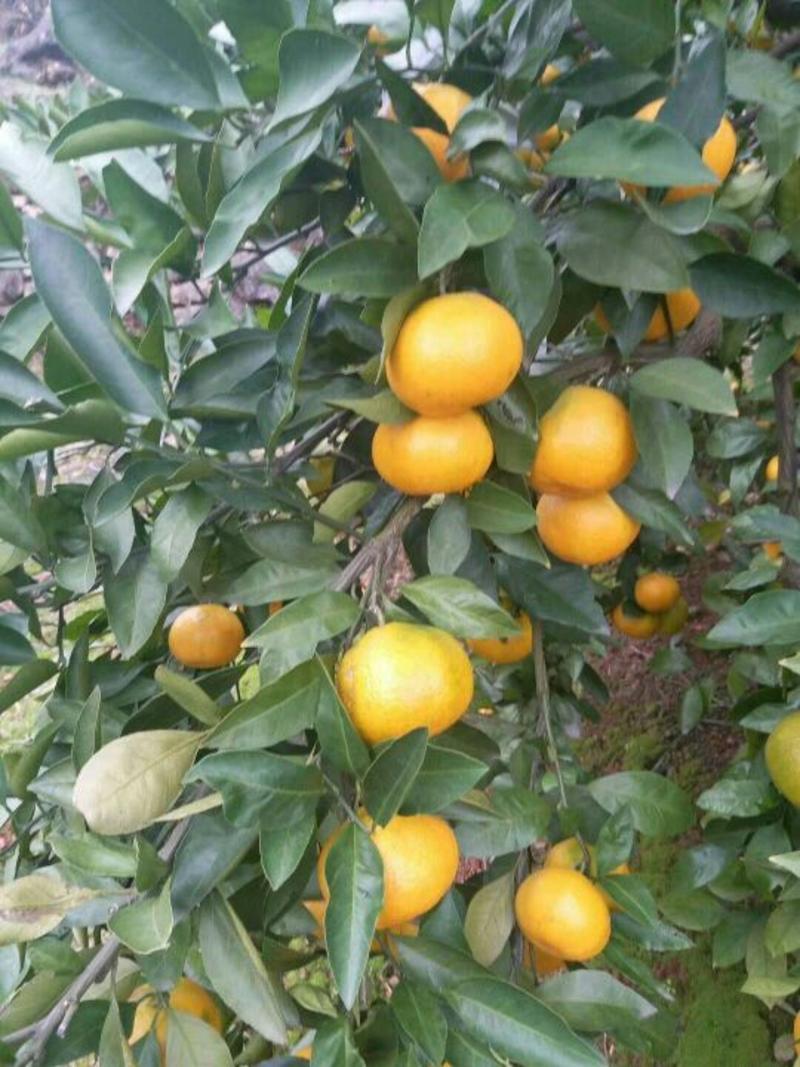 国庆蜜橘品质保障，产地批发，树上鲜果，叶果现摘现发