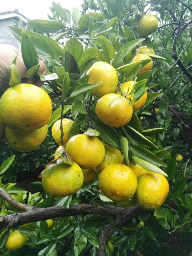 国庆蜜橘品质保障，产地批发，树上鲜果，叶果现摘现发