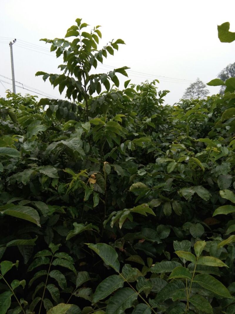 清香核桃苗二年苗100~150cm优质纯种嫁接成品苗