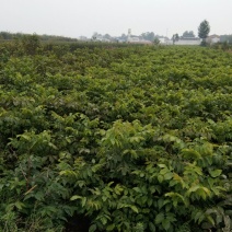 清香核桃苗二年苗100~150cm优质纯种嫁接成品苗