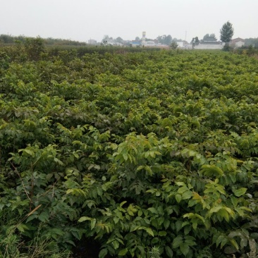 清香核桃苗二年苗100~150cm优质纯种嫁接成品苗