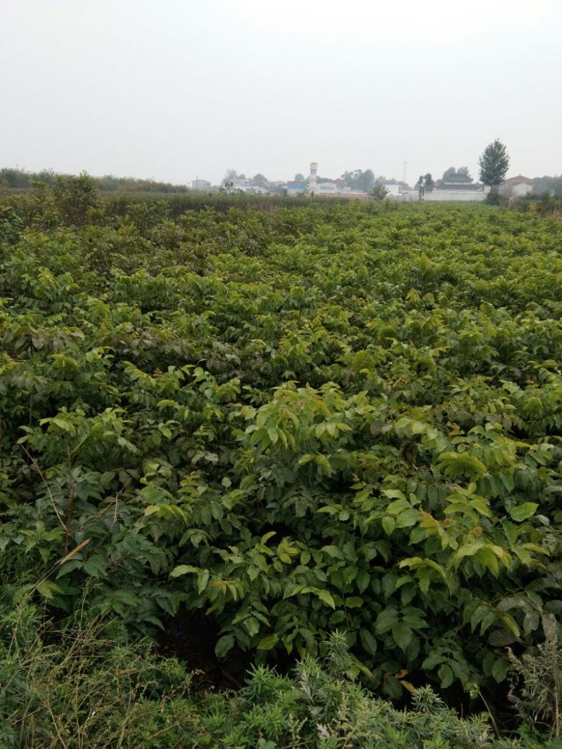 清香核桃苗二年苗100~150cm优质纯种嫁接成品苗