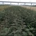 花椒苗1~2年大红袍优质纯种