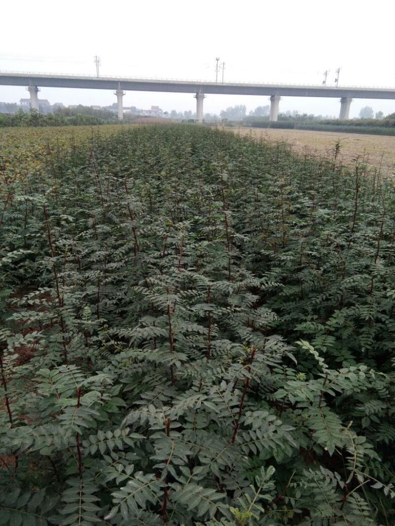 花椒苗1~2年大红袍优质纯种