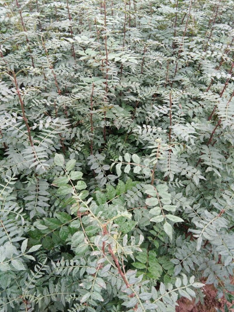 花椒苗1~2年大红袍优质纯种