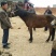 肉马100~200kg