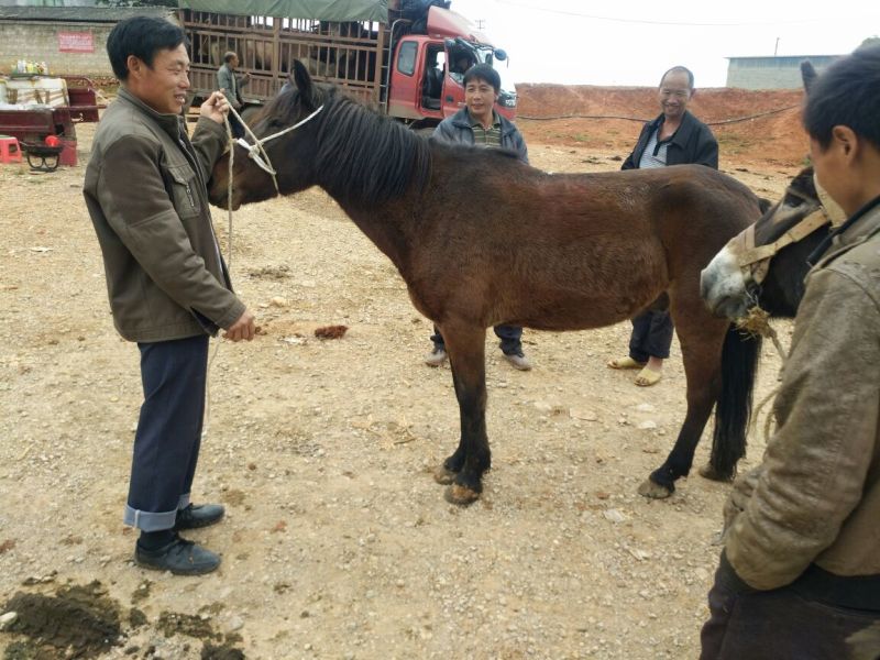 肉马100~200kg