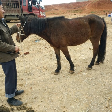 肉马100~200kg
