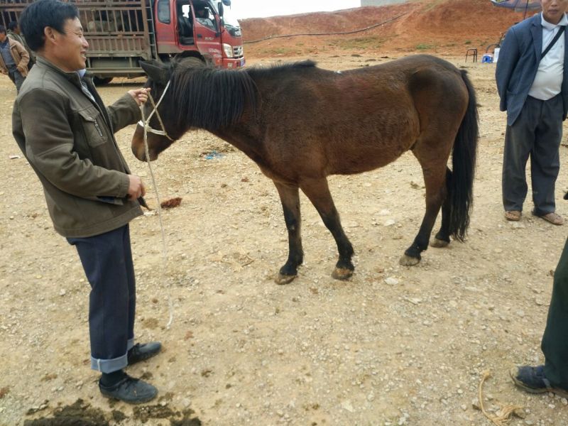 肉马100~200kg