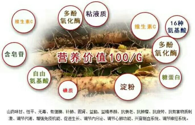 铁棍山药2~3厘米特级手捡50~70厘米