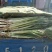 四季蒜苗40~45cm