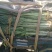 四季蒜苗40~45cm