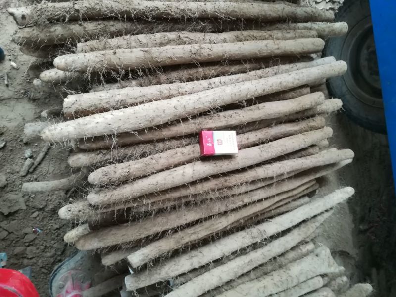 白玉山药3~4厘米特级通货50~70厘米