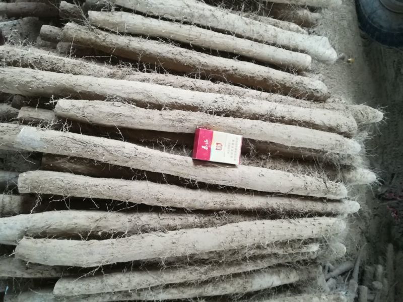 白玉山药3~4厘米特级通货50~70厘米