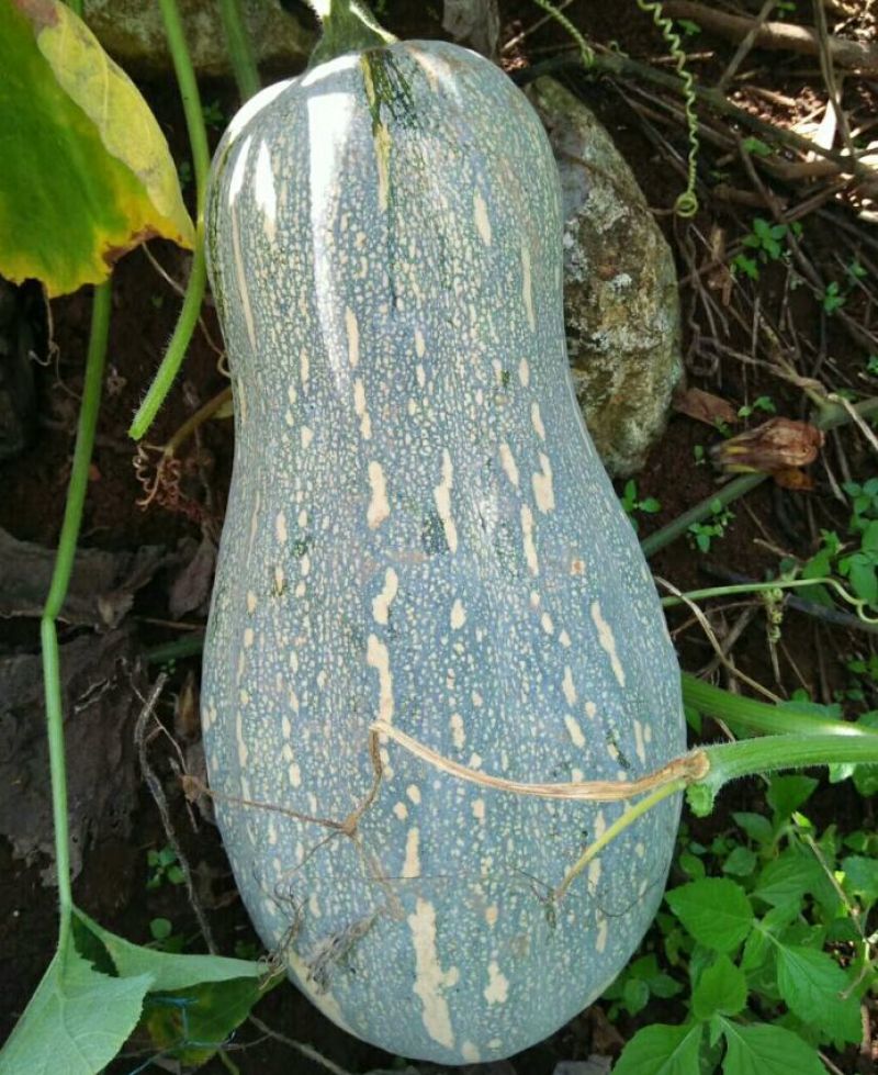 金韩蜜本南瓜4斤以上
