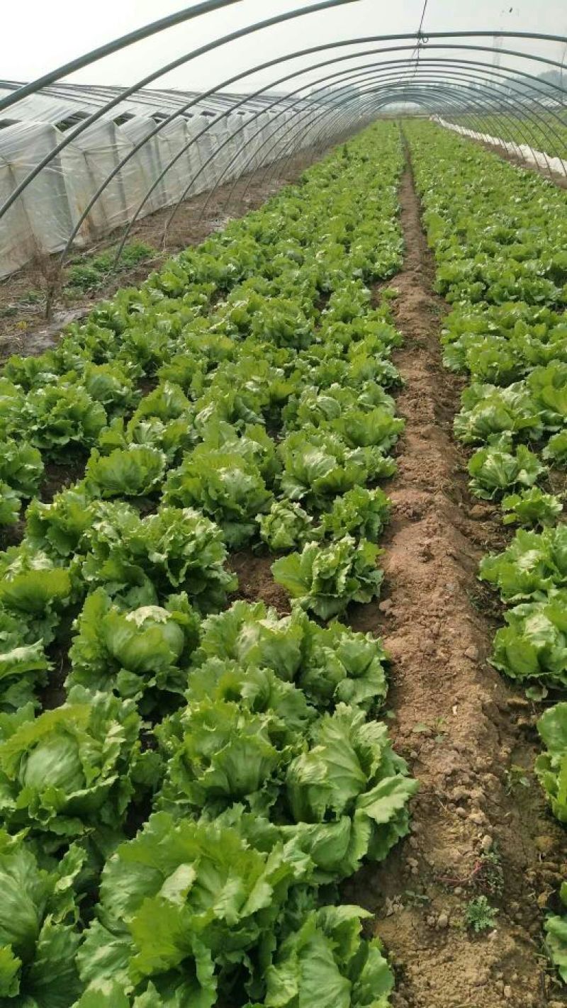 球生菜，品质好，球生菜产地，质量好价格低，