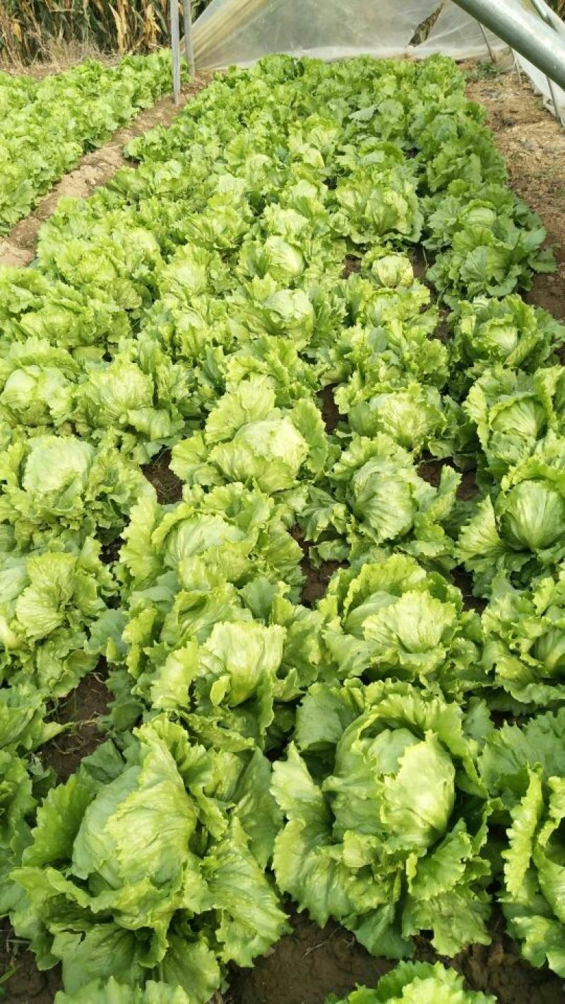 球生菜，品质好，球生菜产地，质量好价格低，