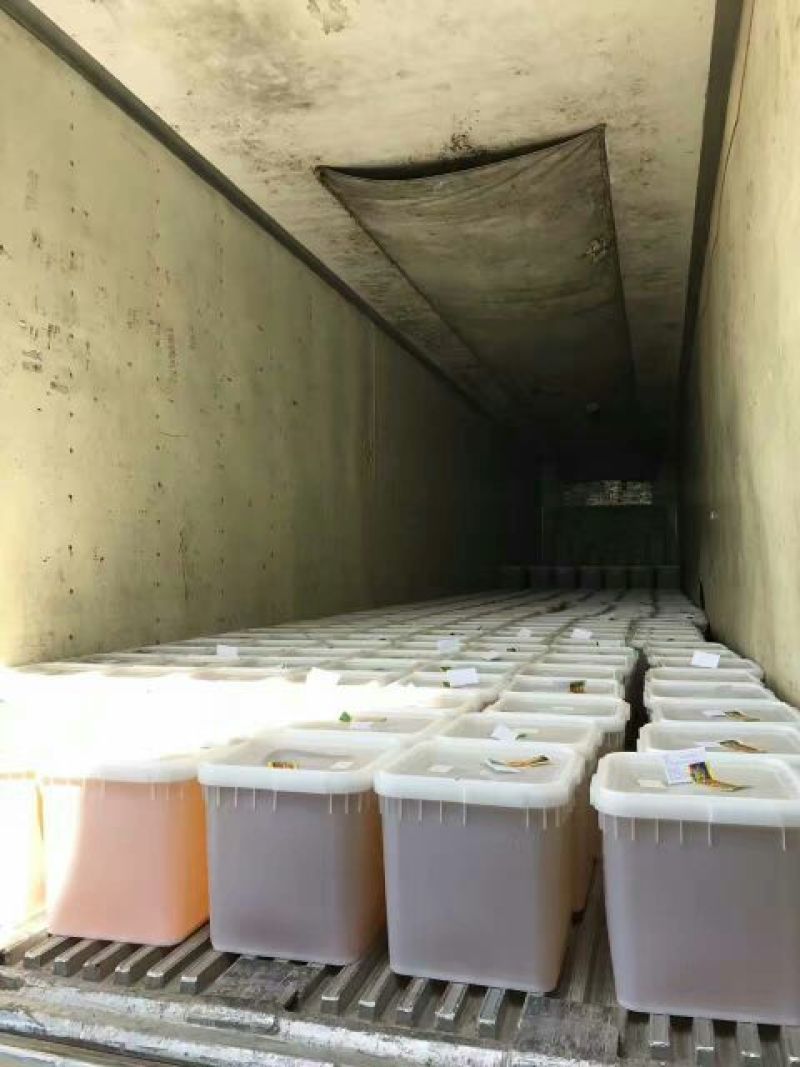 蜂蜜精品椴树蜜大量供货产地一手货源欢迎来电咨询