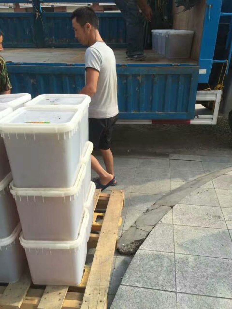 蜂蜜精品椴树蜜大量供货产地一手货源欢迎来电咨询