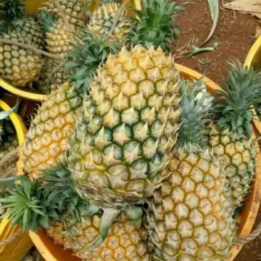 杂交种类菠萝1.5~2斤