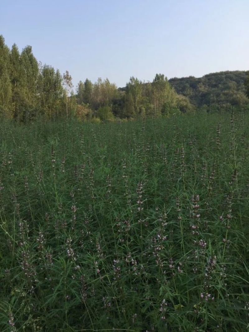 益母草种子