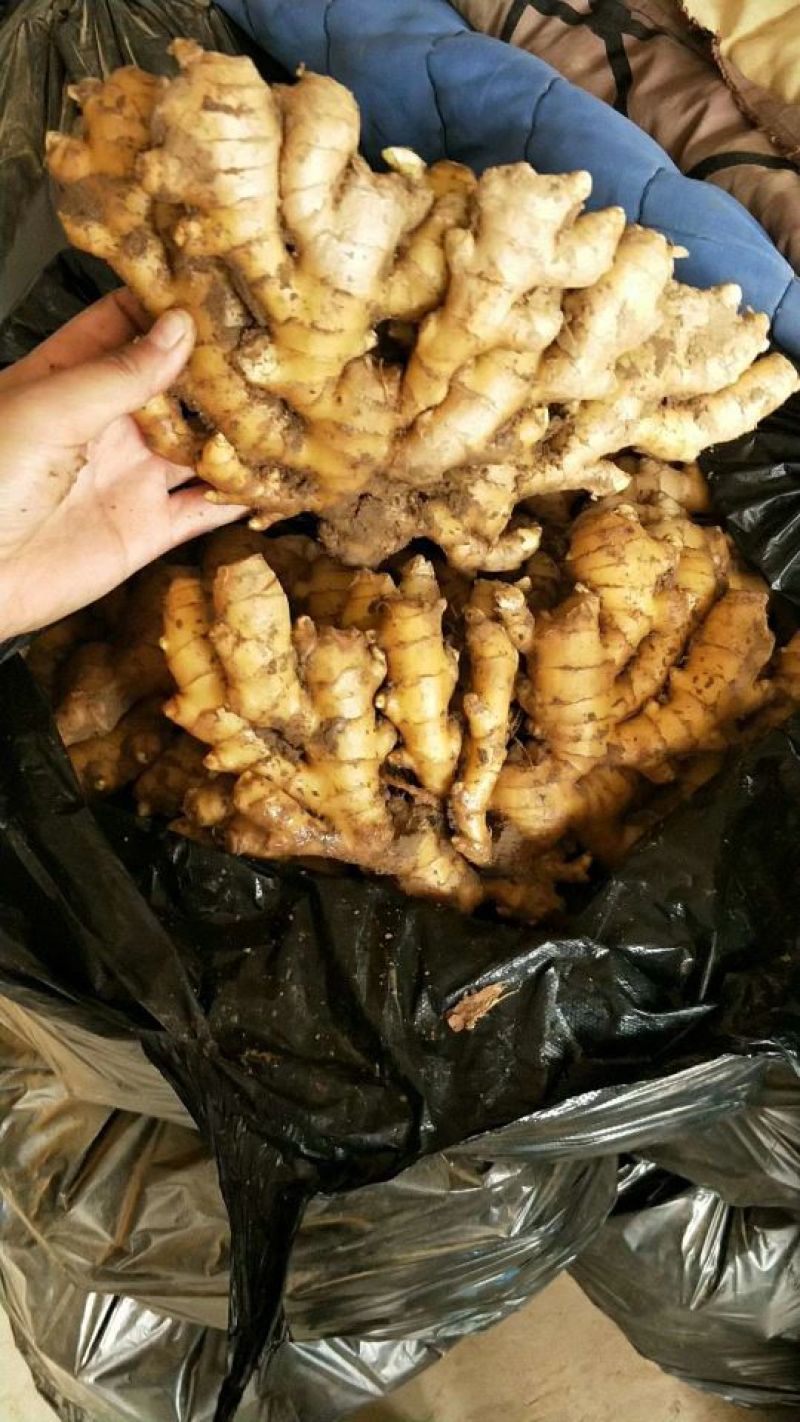 小黄姜3两以上带土山东优质小黄姜山东仔猪