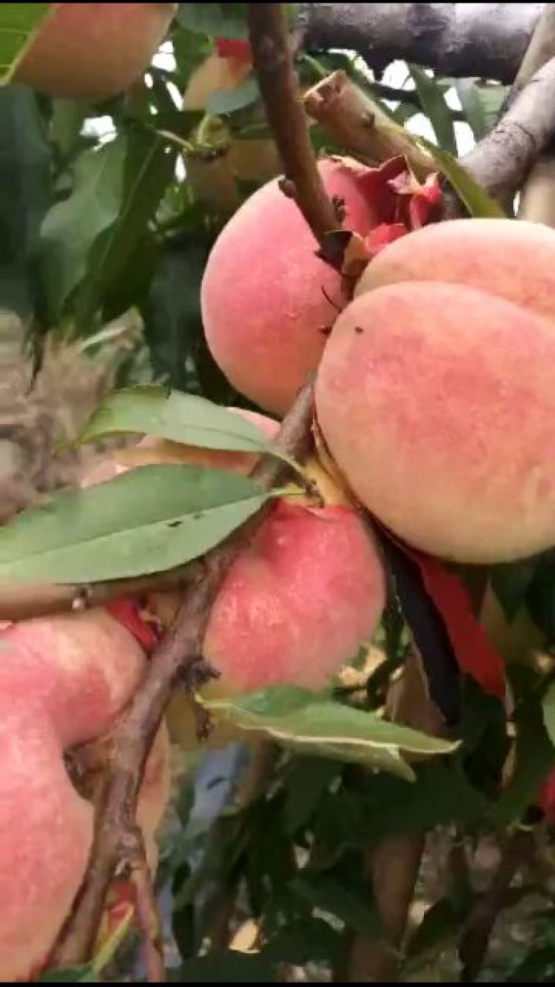 秋彤秋彤桃苗