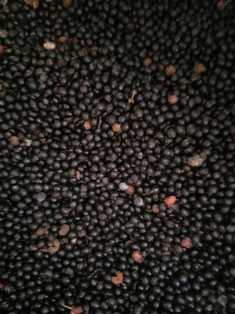 花椒种子