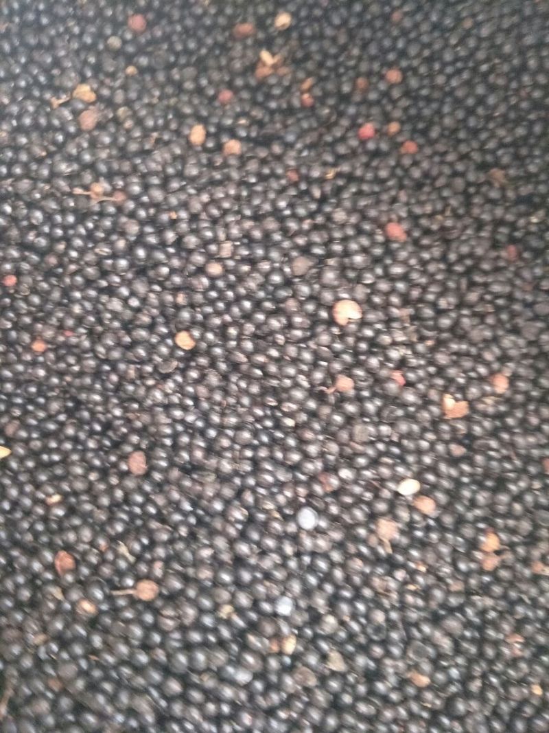 花椒种子