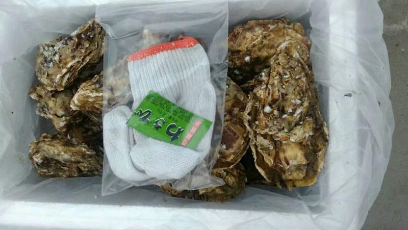乳山牡蛎现捞生蚝，5斤一件顺丰空运包邮