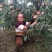 桃树苗中油蟠桃7,秋彤,风味皇后,映霜红桃苗