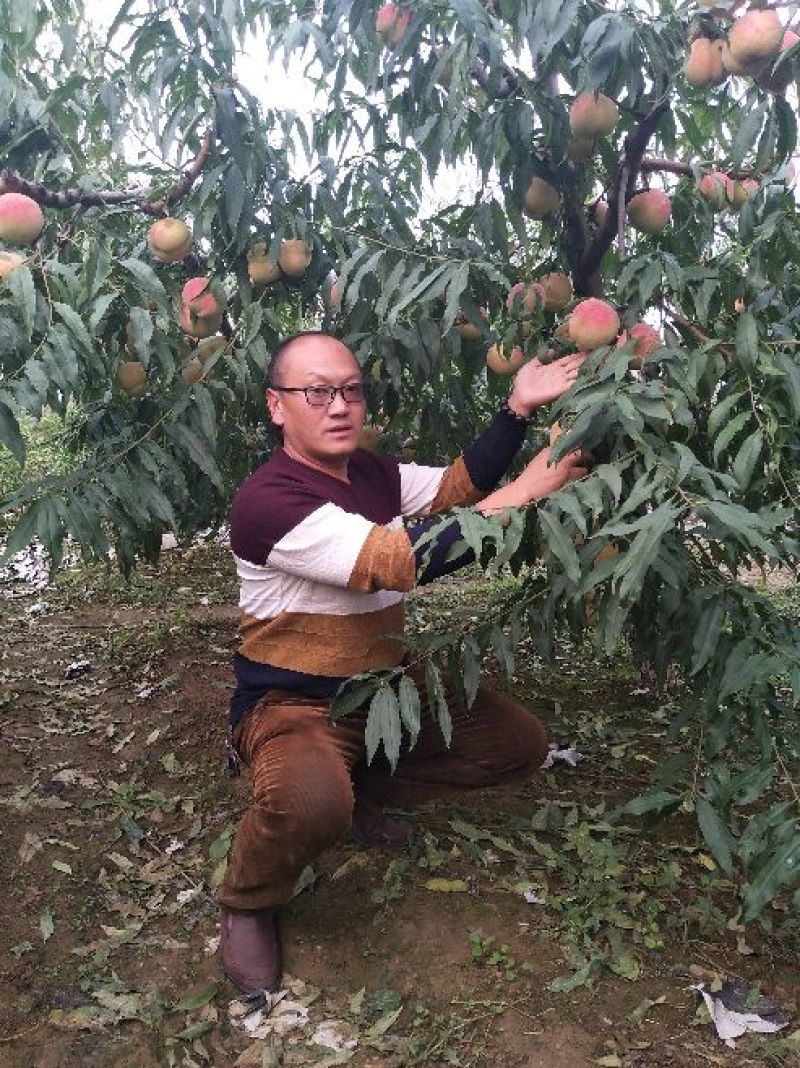 桃树苗中油蟠桃7，秋彤，风味皇后，映霜红桃苗