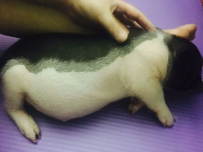 小香猪母美美哒哒哒哒大大大大大大大大大的睡觉时间就是猪