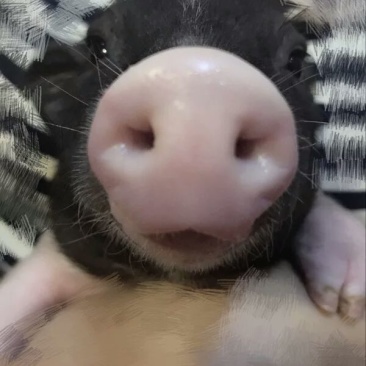 小香猪母美美哒哒哒哒大大大大大大大大大的睡觉时间就是猪