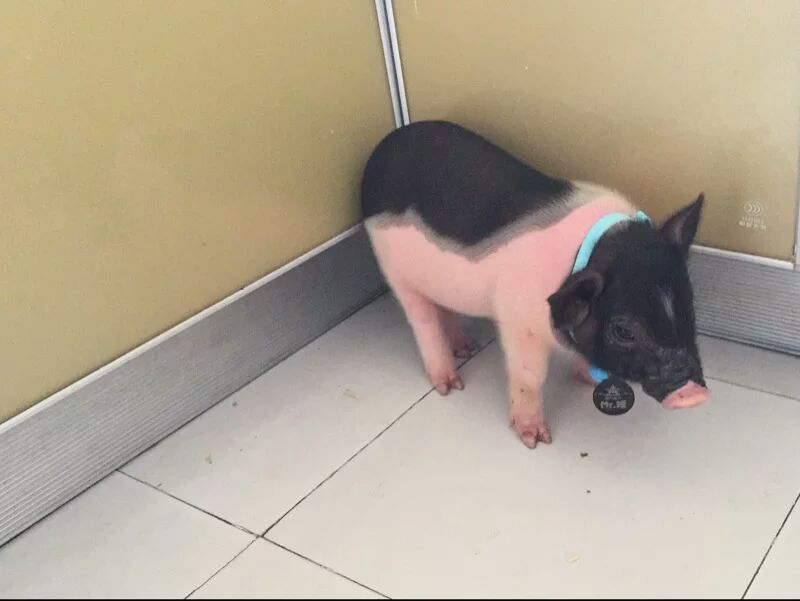 小香猪母美美哒哒哒哒大大大大大大大大大的睡觉时间就是猪