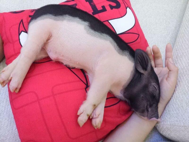 小香猪母美美哒哒哒哒大大大大大大大大大的睡觉时间就是猪