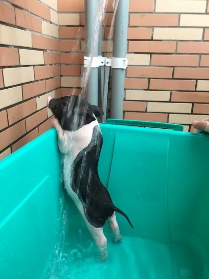 小香猪母美美哒哒哒哒大大大大大大大大大的睡觉时间就是猪