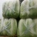 山东肥城市北京新三号白菜4~6斤净菜袋装