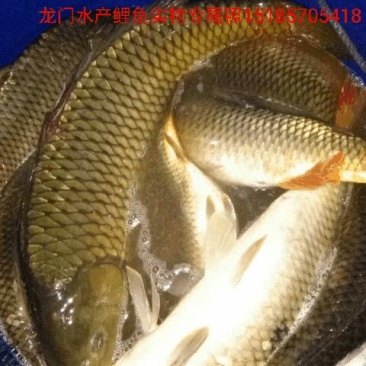 鲤鱼食用3公斤以上