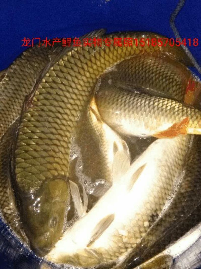鲤鱼食用3公斤以上