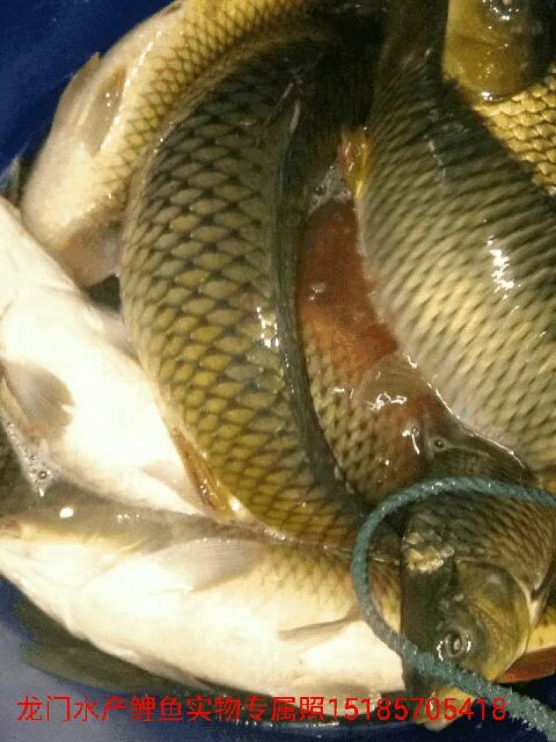 鲤鱼食用3公斤以上