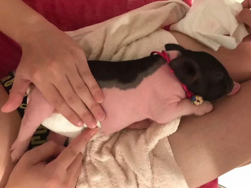 香猪母公都有超级好看好看