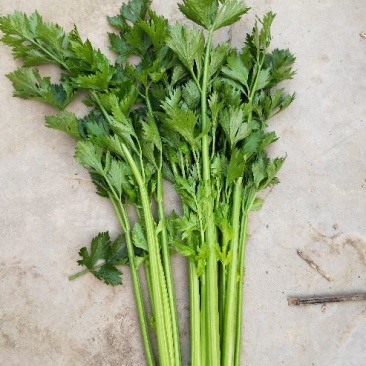 西芹45cm以上