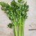 西芹45cm以上