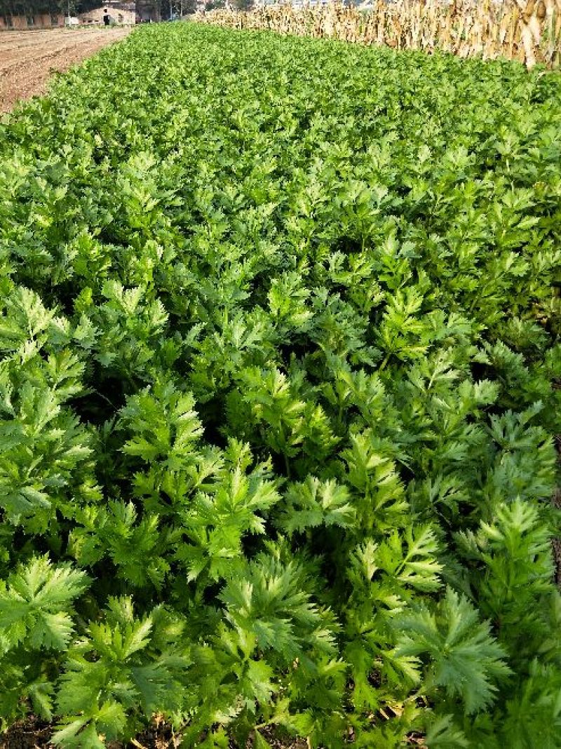 西芹45cm以上