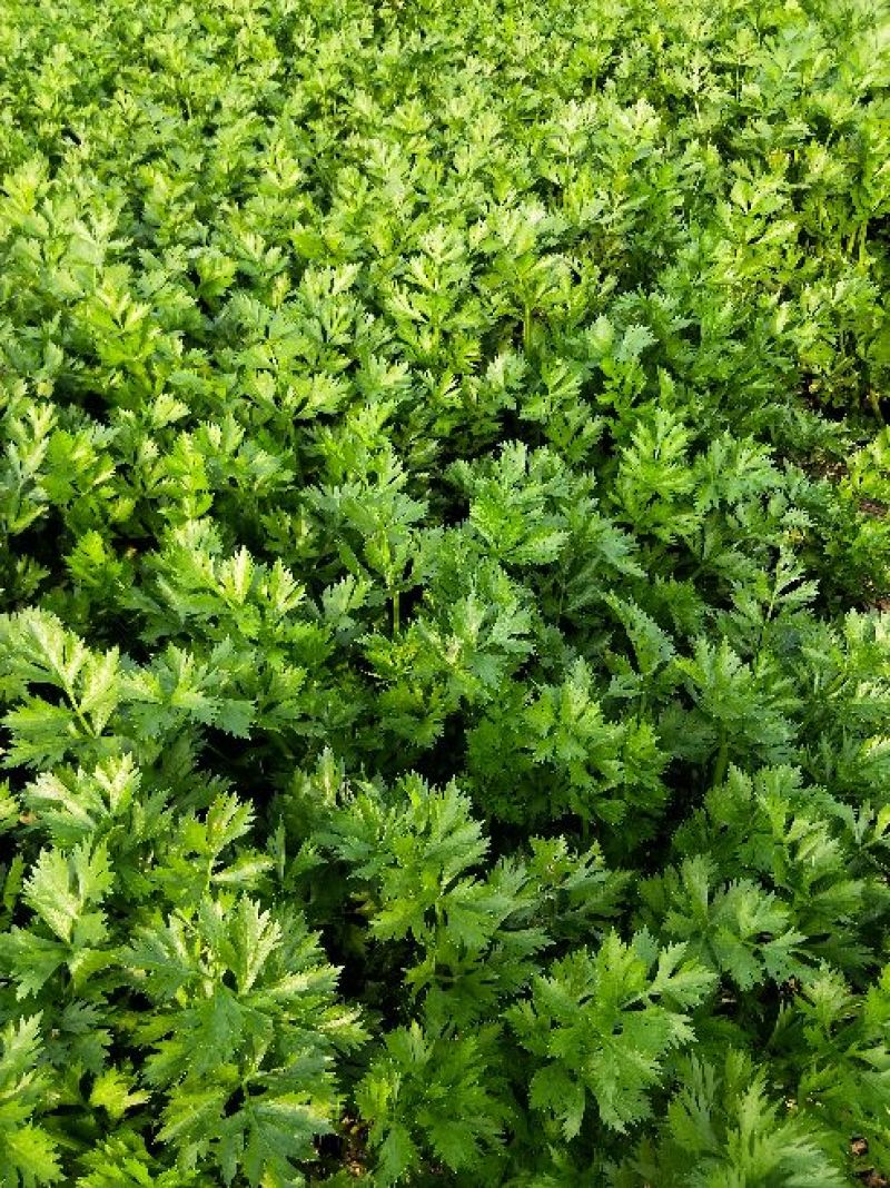 西芹45cm以上